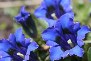 Blumen Enzian